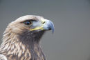 Golden Eagle 
